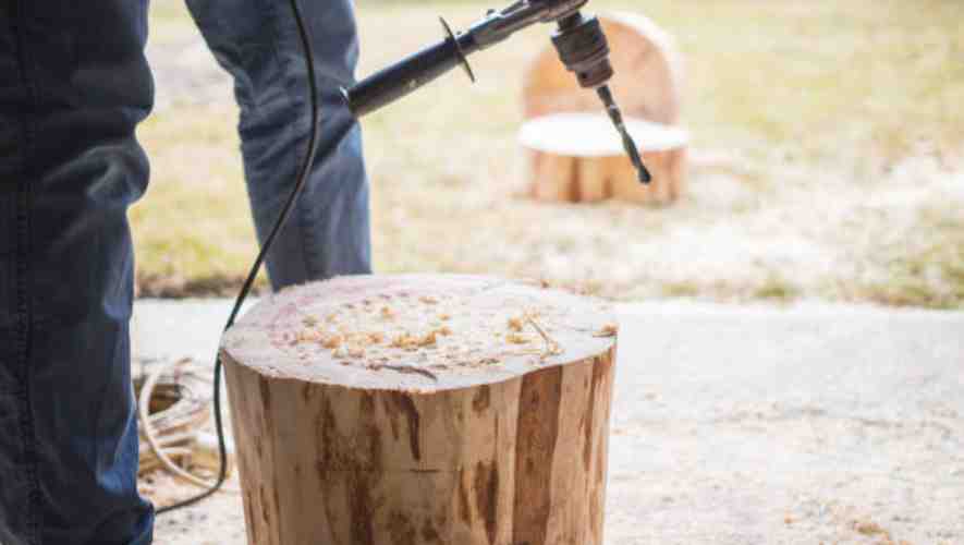 Drilling Technique For Maple Trees