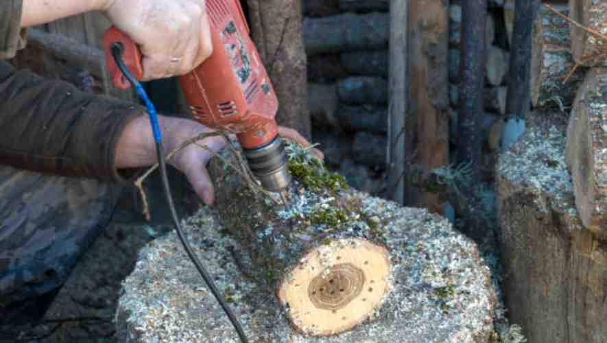 Tree Health and Care: Understanding the Impact of Drill Bit Size