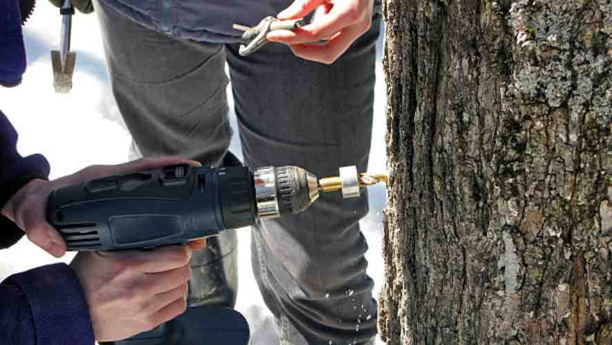 Best Practices for Tapping Maple Trees