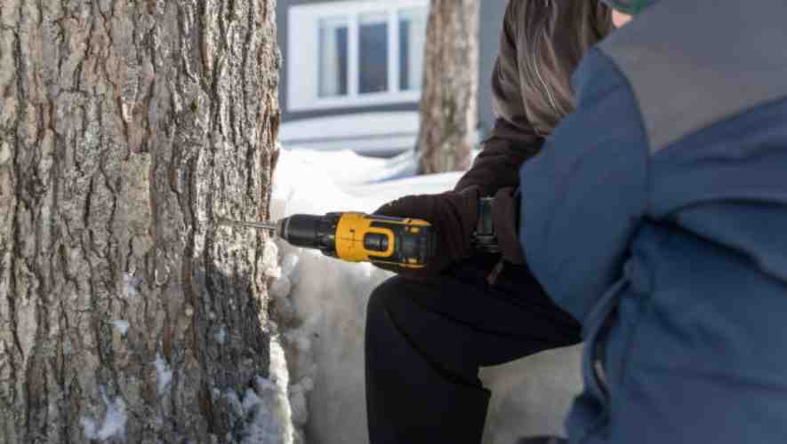 Common Mistakes to Avoid in Maple Tapping